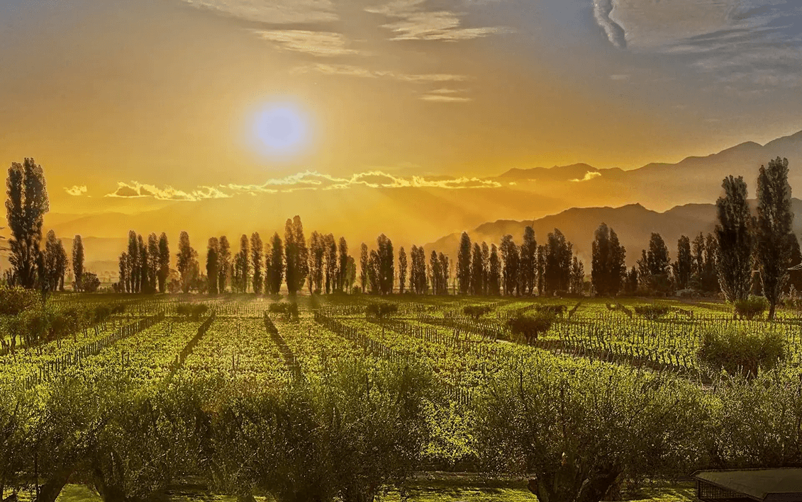 large_Bodega_Matervini_2cd2be89ed 1